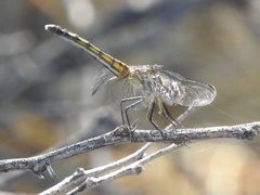 Pachydiplax longipennis