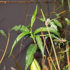 Persicaria senegalensis