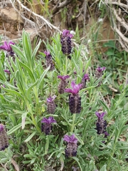 Lavandula stoechas image