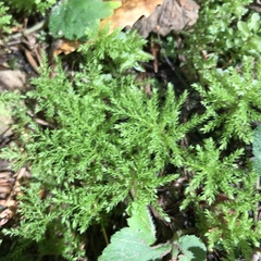Leucolepis