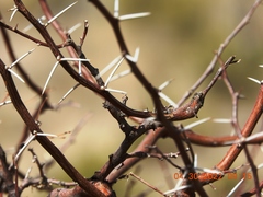 Vachellia vernicosa
