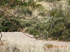 Vachellia vernicosa
