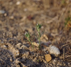 Eriastrum ertterae