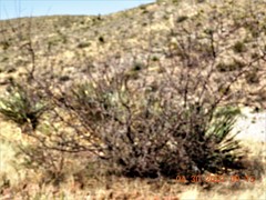 Vachellia vernicosa