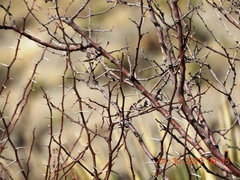 Vachellia vernicosa