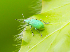 Polydrusus planifrons