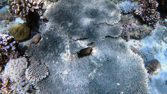 Acanthurus pyroferus