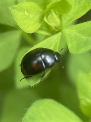 Sphaeridium scarabaeoides