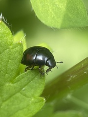 Sphaeridium scarabaeoides