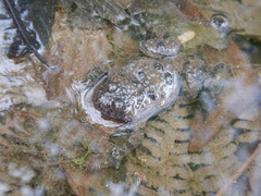 Bombina variegata pachypus