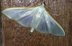 Stemorrhages sericea