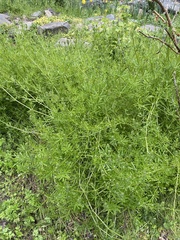 Galium aparine