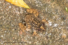 Quasipaa exilispinosa