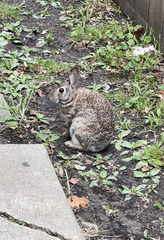 Sylvilagus floridanus