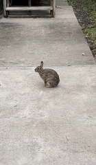 Sylvilagus floridanus