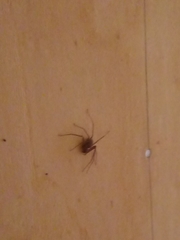 Loxosceles rufescens