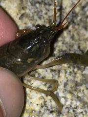 Cambarus parrishi