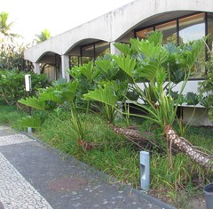 Thaumatophyllum undulatum