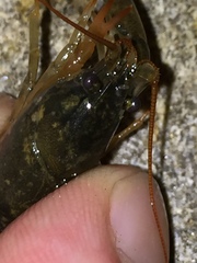 Cambarus parrishi