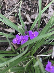 Tradescantia tharpii