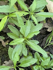 Physostegia leptophylla