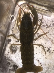 Cambarus parrishi