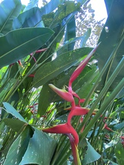 Heliconia × rauliniana