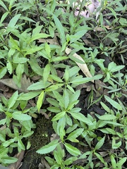 Physostegia leptophylla