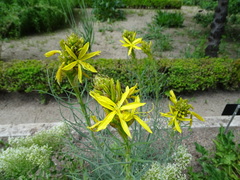 Asphodeline liburnica