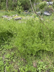 Galium aparine