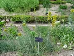 Asphodeline liburnica