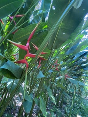 Heliconia × rauliniana