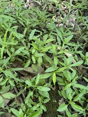 Physostegia leptophylla
