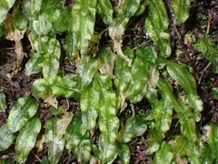 Symphyogyna subsimplex