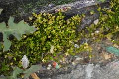 Sagina micropetala