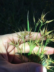 Rhynchospora corniculata