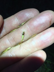 Rhynchospora corniculata