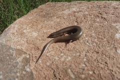 Chalcides bedriagai
