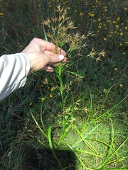 Rhynchospora corniculata