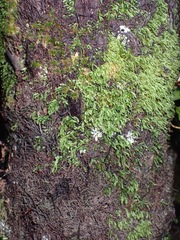 Rhizogonium