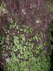 Symphyogyna subsimplex
