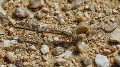 Argia nahuana