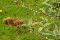 Buddleja davidii