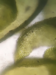 Thuidium laeviusculum