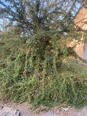 Pithecellobium dulce