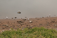 Chroicocephalus ridibundus