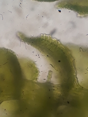 Thuidium laeviusculum