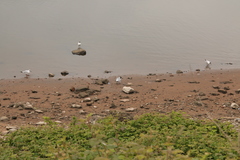 Chroicocephalus ridibundus