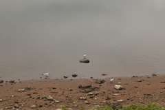 Chroicocephalus ridibundus