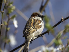Passer domesticus